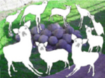 whitedeer.jpg